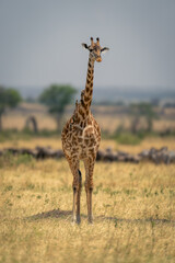 Masai giraffe stands near wildebeest and zebras