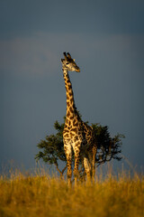 Fototapeta premium Masai giraffe stands watching camera near bush