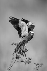 Mono lilac-breasted roller takes off from twig