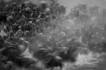 Mono slow pan of wildebeest entering water - obrazy, fototapety, plakaty