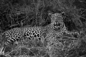 Mono leopard lies in bushes watching camera