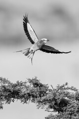 Mono lilac-breasted roller takes off from bush