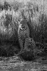 Mono leopard sits by waterhole watching camera