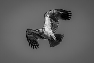 Mono tawny eagle flying through blue sky