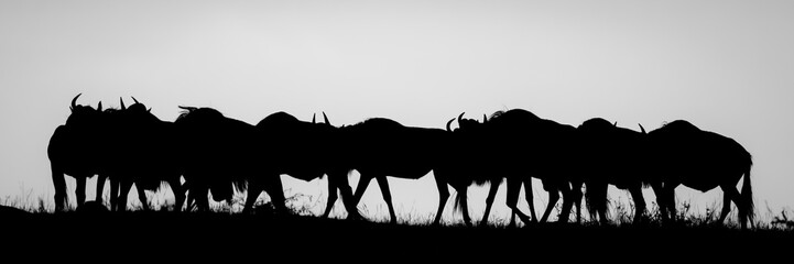 Mono panorama of blue wildebeest at sunset