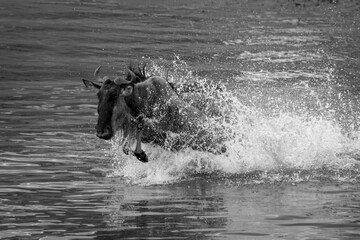 Mono wildebeest gallops across river in spray