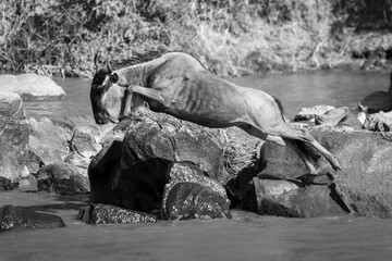 Mono wildebeest jumps past rocks into river