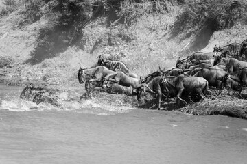 Mono wildebeest jumps into river with others