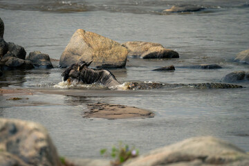 Nile crocodile bites blue wildebeest in water