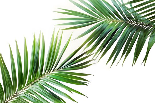 tropical nature green palm leaf isolated on white