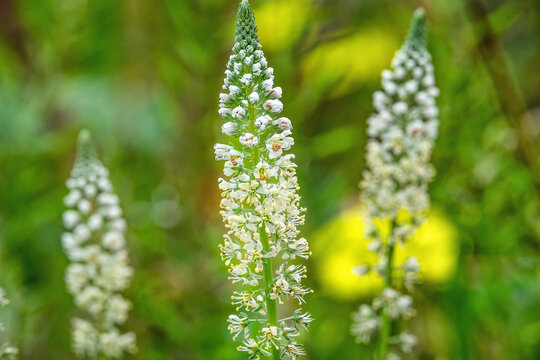 Resede Bilder Durchsuchen 647 Archivfotos, und Videos