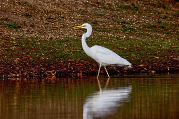 Ethereal Serenity: Great Egret in Autumn Pond