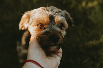 Gentle Hand Holding a Small Brown and Black Dog Outdoors During Sunset