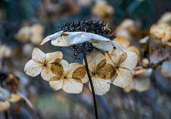 Dried Lacecap hydrangea flower heads in winter, still in situ on the shrub