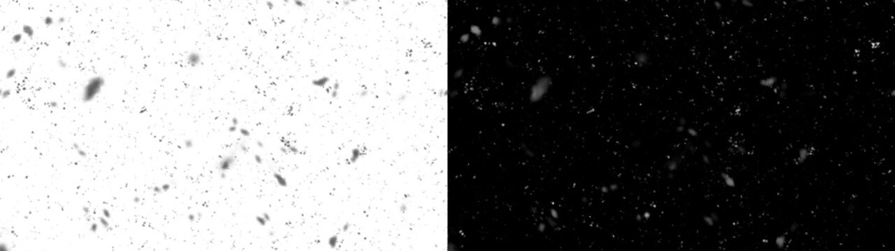 Snowflakes background. Falling snow down on the black background