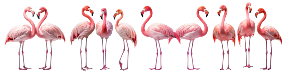 Poster Set of gracefully standing elegant pink flamingos, cut out © Yeti Studio