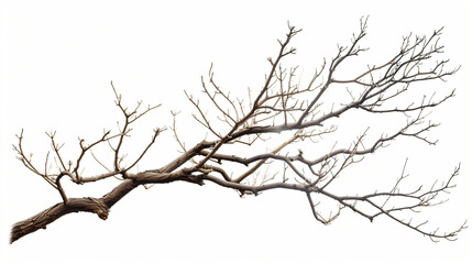 Isolated tree branches on white.