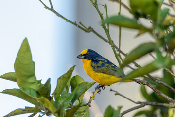 Thick-billed euphonia (Euphonia laniirostris),species of bird in the family Fringillidae. Rionegro, Antioquia Columbia