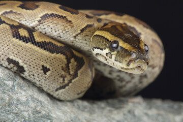 Portrait of a Central African Rock Python on a rock

