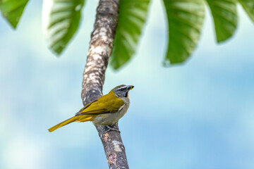 Buff-throated saltator (Saltator maximus), seed-eating bird in the tanager family Thraupidae. Minca, Sierra Nevada de Santa Marta Magdalena department. Wildlife and birdwatching in Colombia.