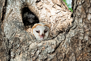 Screech Owl