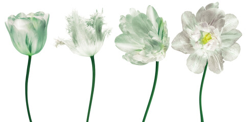 Set flowers tulips on  isolated background. For design. Closeup.   Transparent background. Nature.	 - 748699490