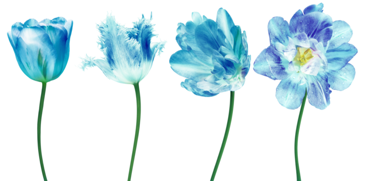 Set   blue flowers tulips on  isolated background. For design. Closeup.  Transparent background.  Nature.	