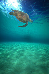 a green turtle swimming in a reef on the island of Curacao