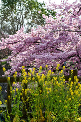 京都 淀水路の河津桜と菜の花	