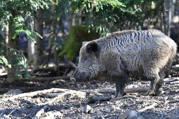 Wildschwein