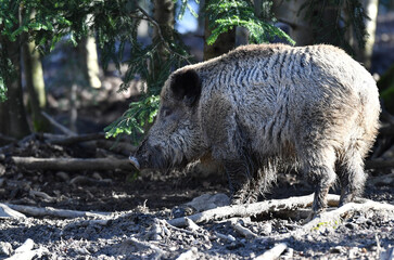 Wildschwein