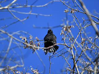 Krähe auf Baum