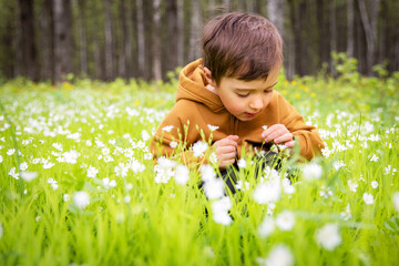 A small handsome boy sits in a clearing surrounded by delicate primroses in a sunny spring forest.