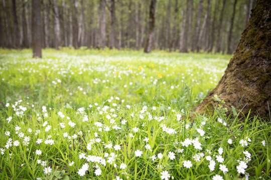 Background with a sunny forest green glade with white primroses and small flowers