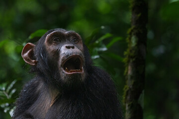 The Chimpanzee