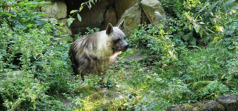  brown hyena (Parahyaena brunnea), also called strandwolf is a species of hyena found in Namibia, Botswana, western and southern Zimbabwe,southern Mozambique  South AfricaIt  only extant species