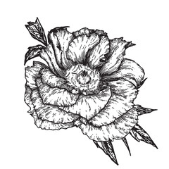 Vector graphic drawing of a peony hand-drawn in a simple line art style. Botanical monochrome illustration for design, tattoo and printing