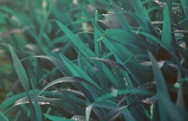Close-up shot of dense grassy stems with dew drops. Macro shot of wet grass as background image for nature concept.