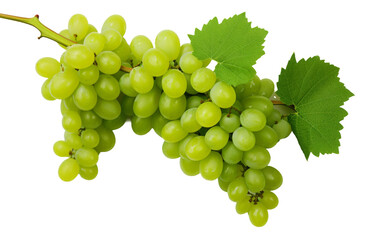 Succulent Green Grapes Close-up on transparent background