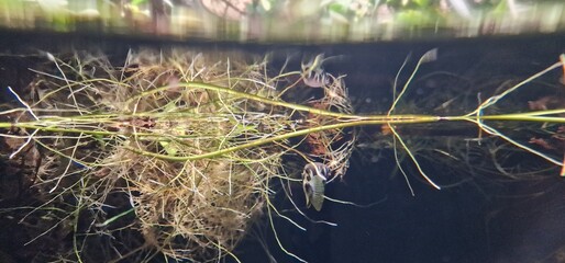 banded archerfish (Toxotes jaculatrix) is a brackish water perciform fish of the archerfish genus...