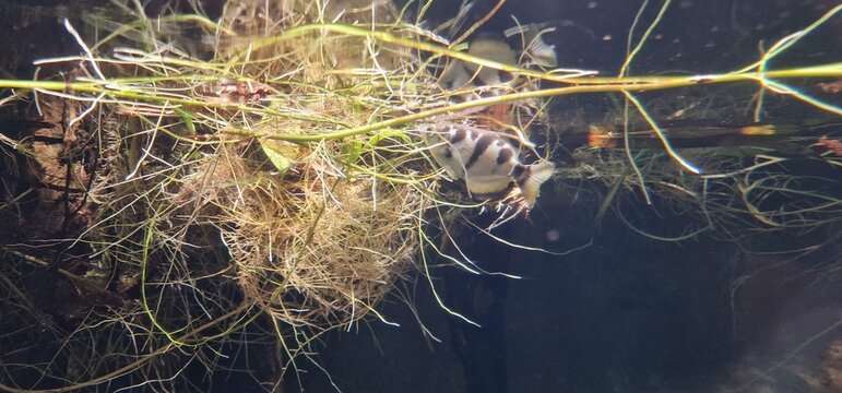 banded archerfish (Toxotes jaculatrix) is a brackish water perciform fish of the archerfish genus Toxotes. It is silvery in colour and has a dorsal fin towards the posterior end. It has distinctive, s