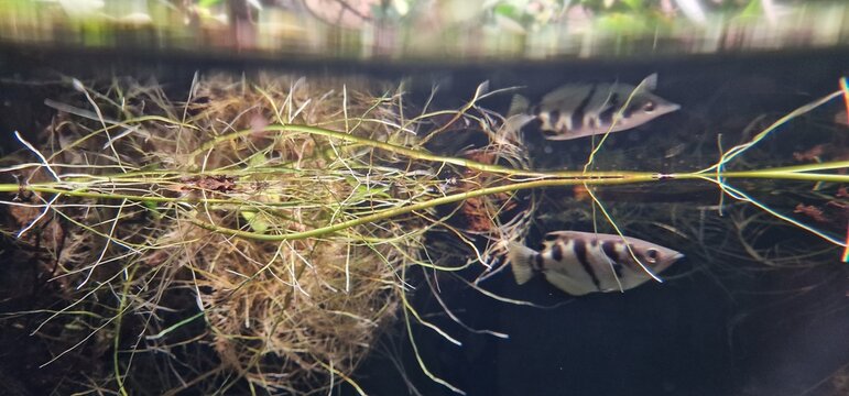 banded archerfish (Toxotes jaculatrix) is a brackish water perciform fish of the archerfish genus Toxotes. It is silvery in colour and has a dorsal fin towards the posterior end. It has distinctive, s