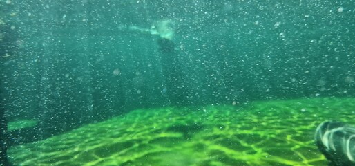 eared seal, otariid, or otary is any member of the marine mammal family Otariidae, one of three...