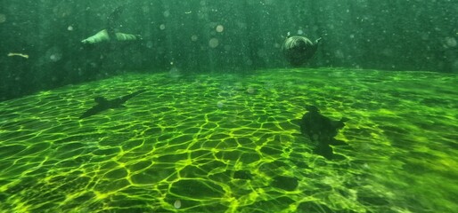 eared seal, otariid, or otary is any member of the marine mammal family Otariidae, one of three...