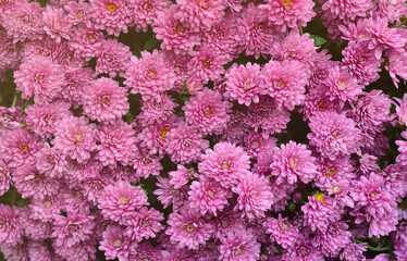 Gardening and floriculture. Large group of purple chrysanthemum flowers annuals. Top view. Orchid magenta trendy color.