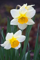 Fototapeta na wymiar two white daffodils close-up. Daffodils blooming in the garden bed
