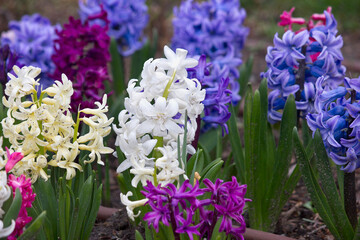 Fototapeta premium Blue and white hyacinth flowers close-up in the garden bed