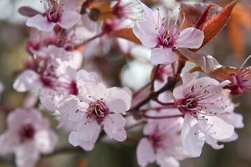 A blossoming branch of an ornamental plum tree with pink flowers