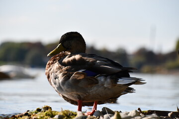 duck on the lake