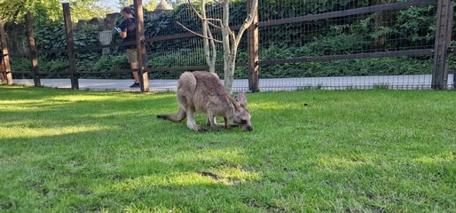 red-necked wallaby or Bennett's wallaby (Notamacropus rufogriseus) medium-sized macropod marsupial...